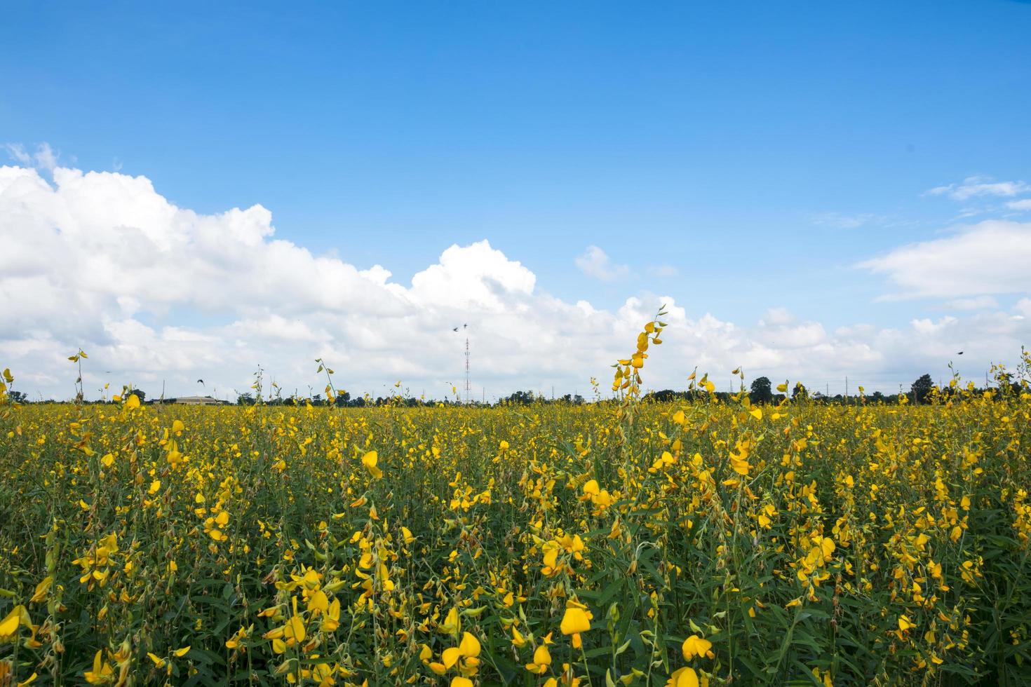 flores de crotalaria chachoengsao foto