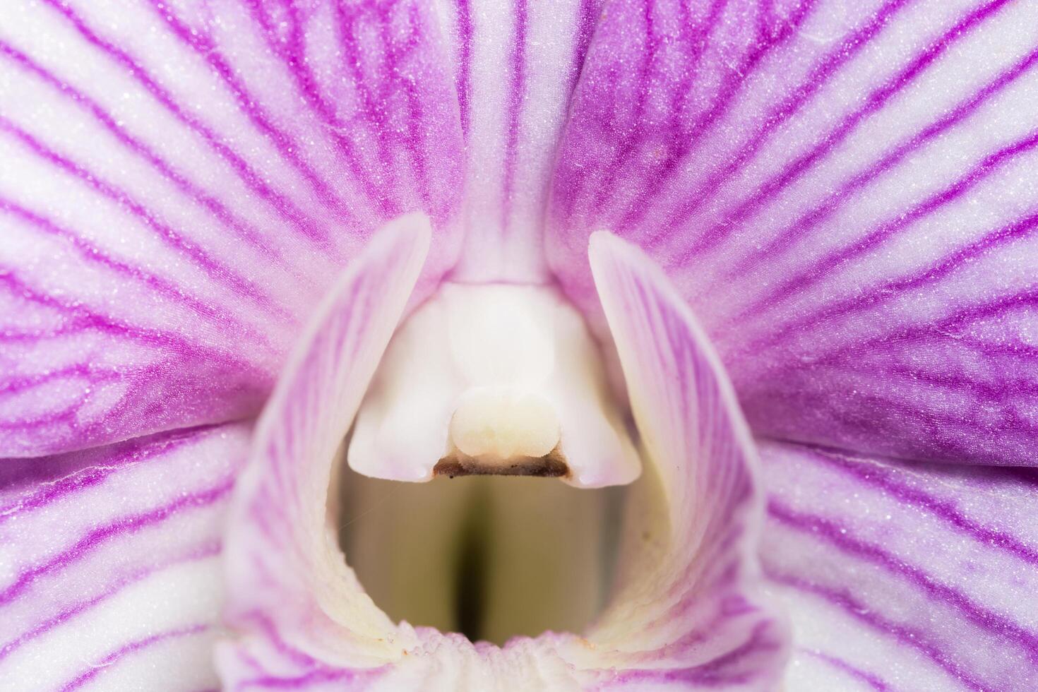 primer plano de la flor de la orquídea foto