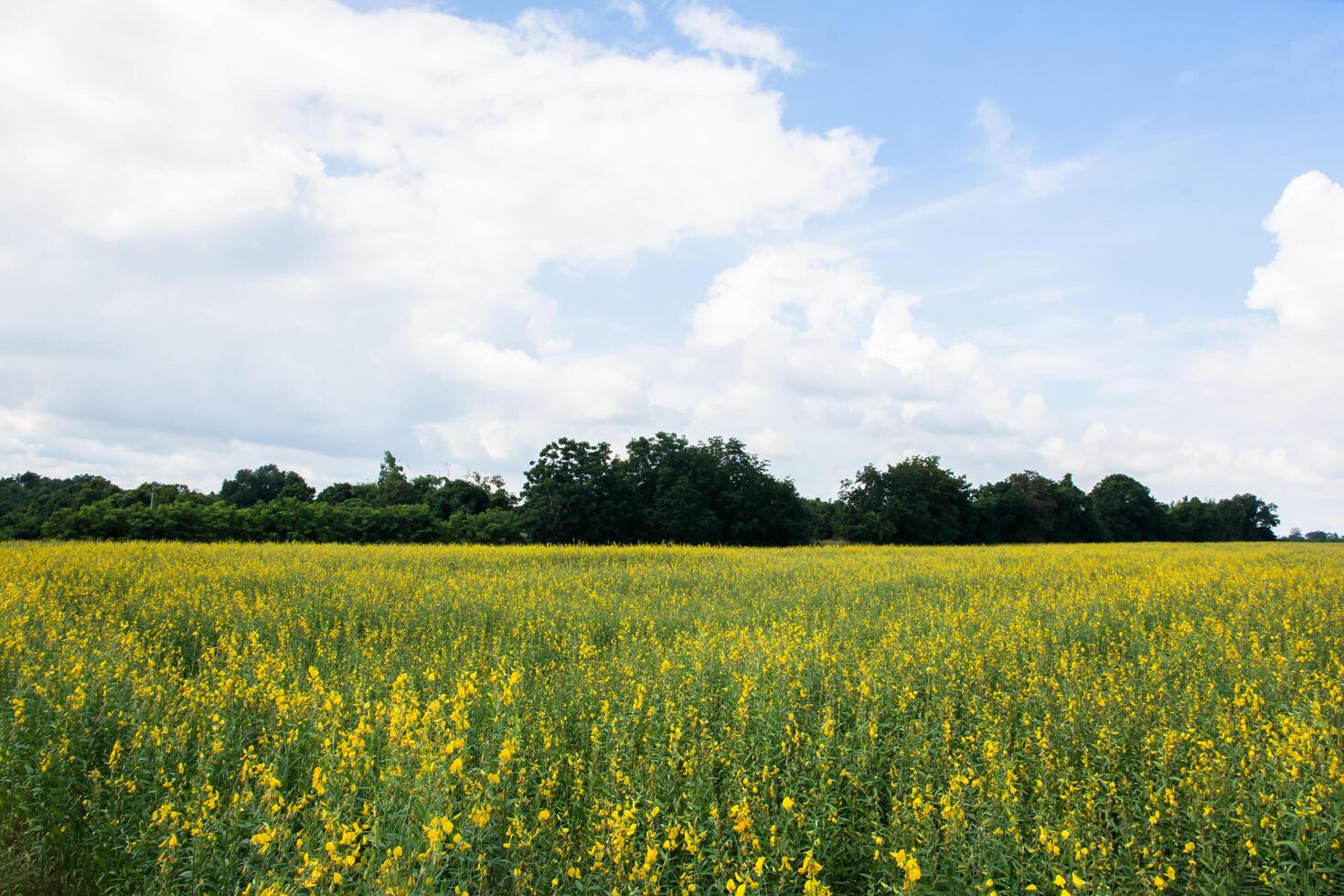 Crotalaria Chachoengsao farm photo