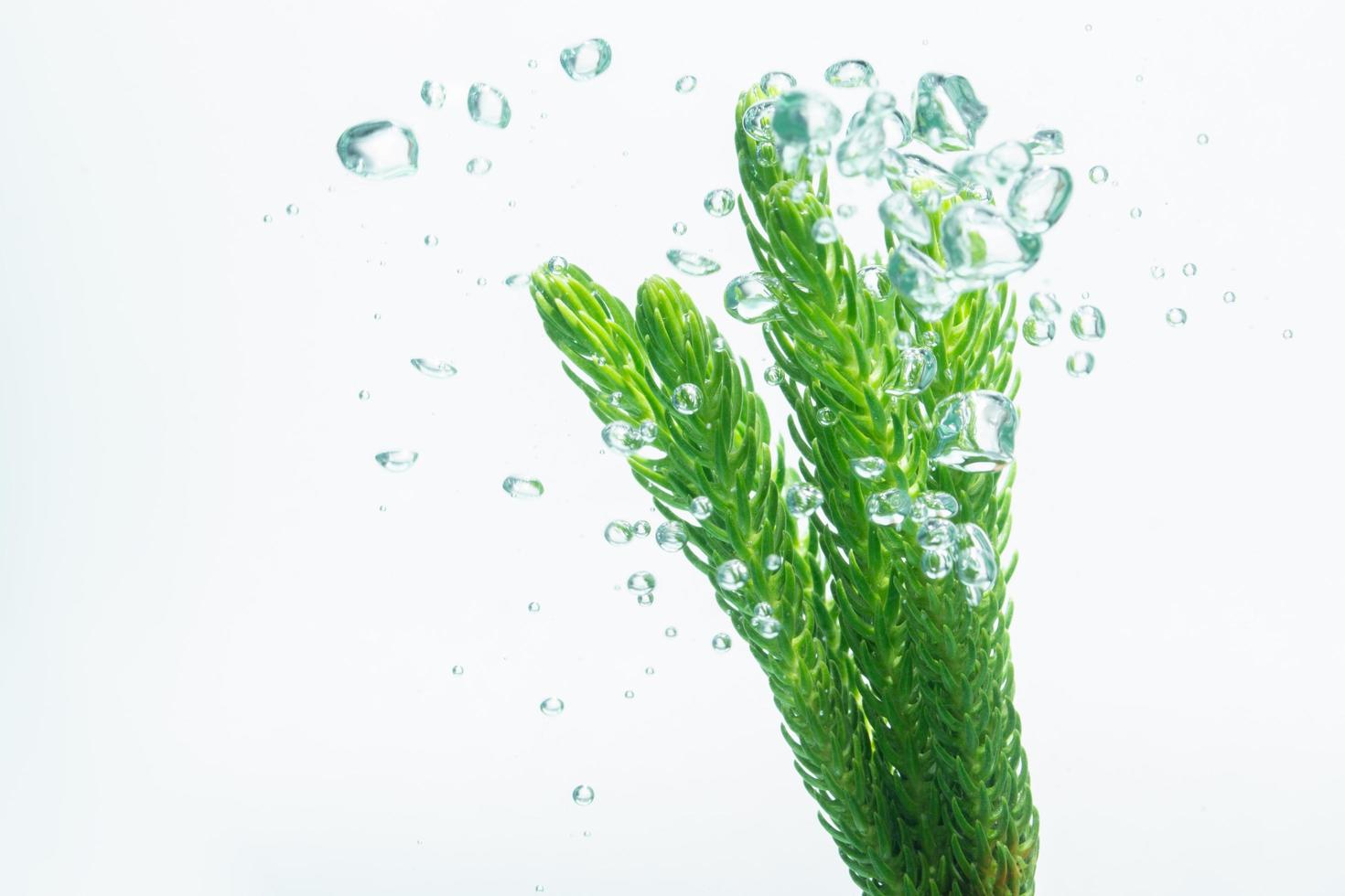 planta verde y burbujas en el agua. foto