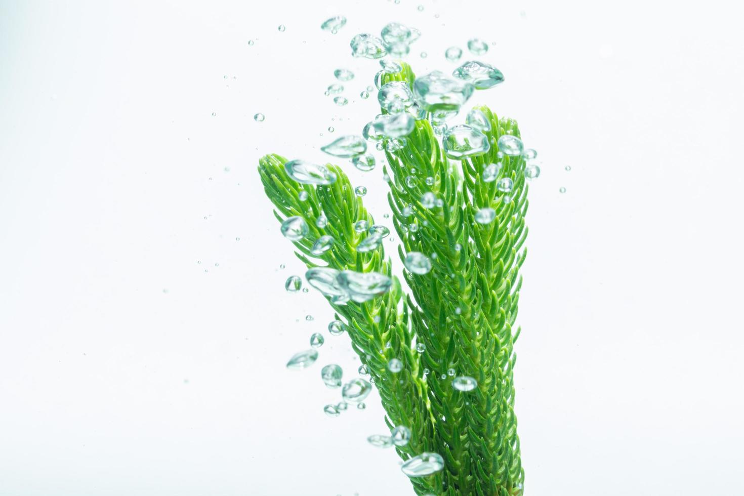 Green plant and bubbles in the water photo