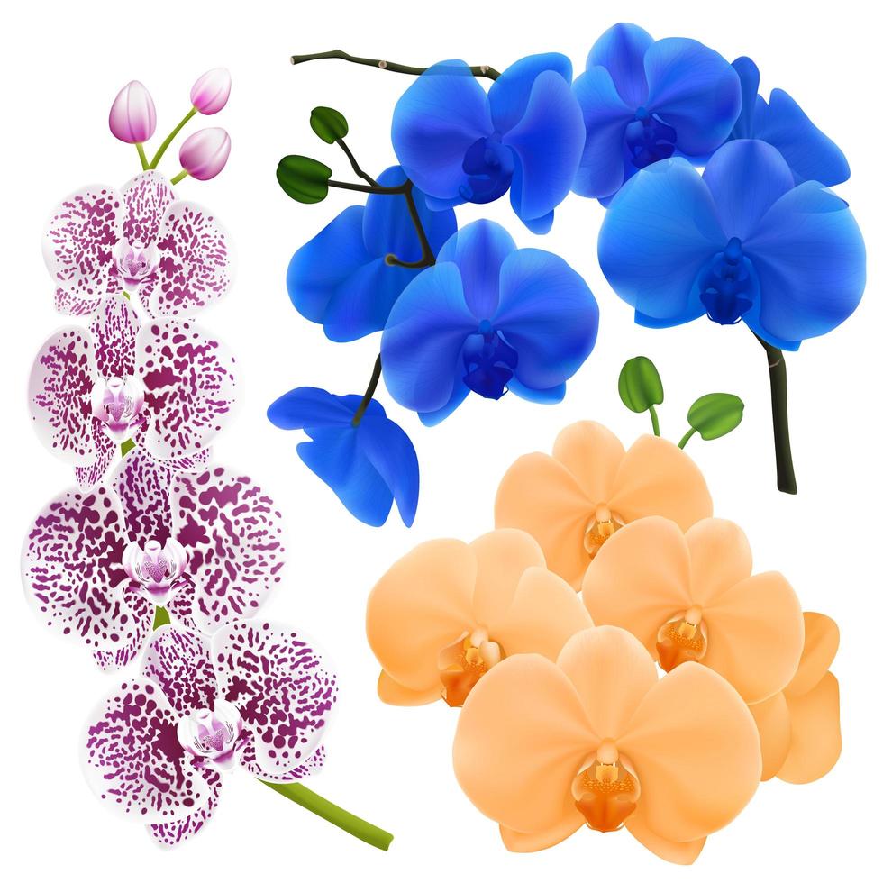 Realistic Orchid Flowers Colorful Collection vector