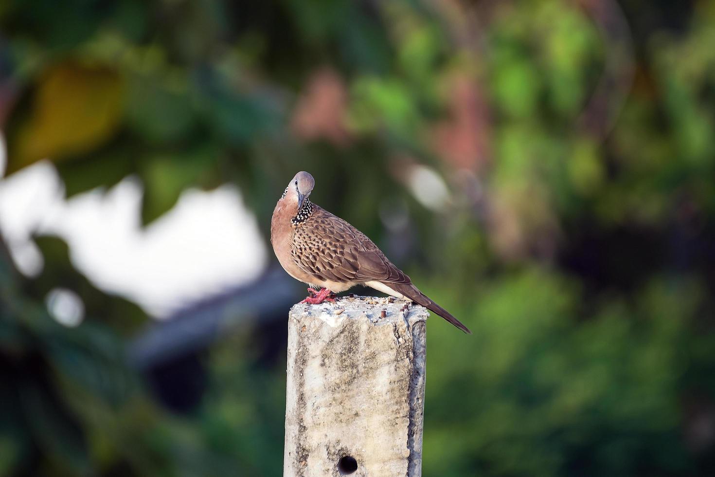 Pigeon perched on pole photo