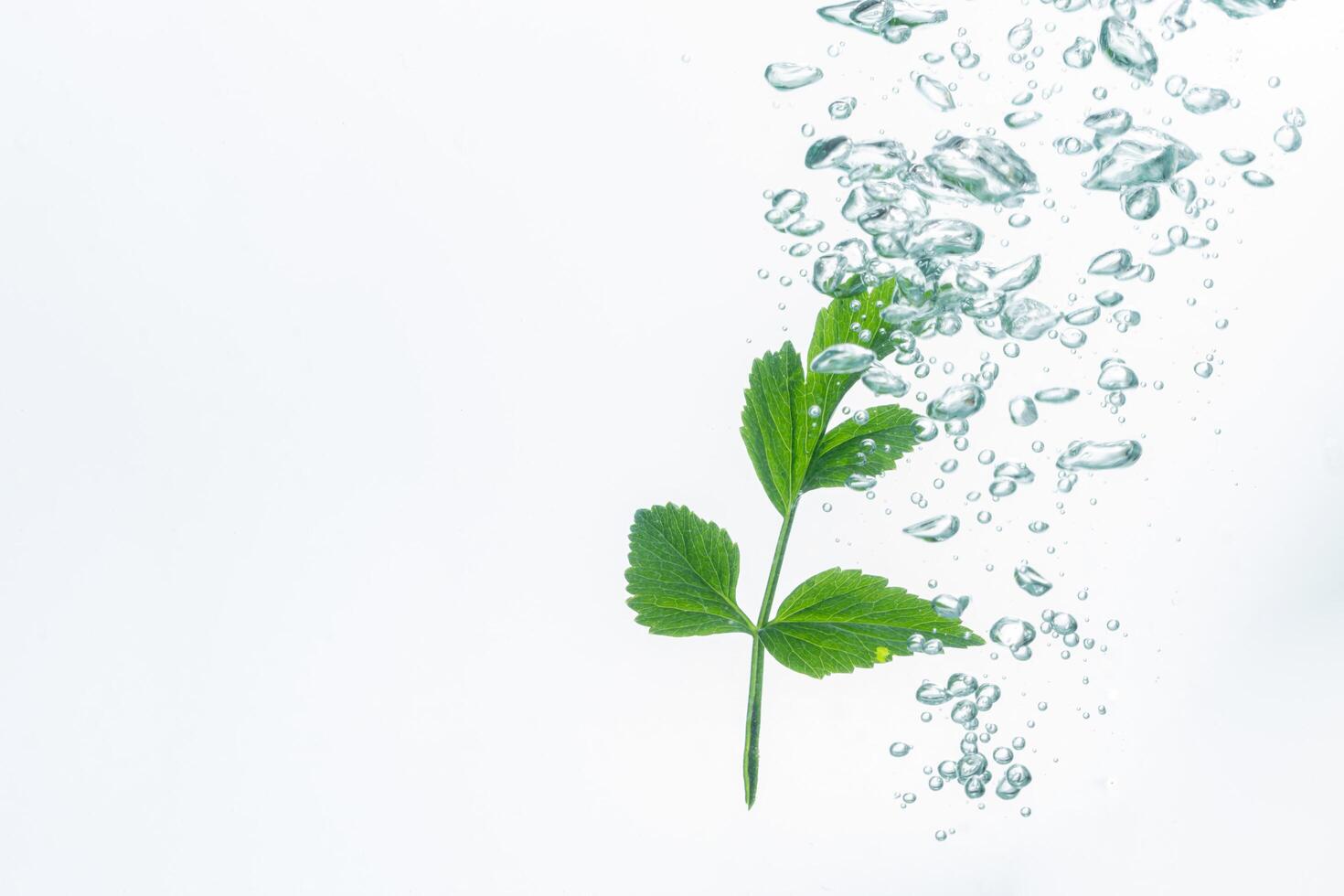 planta verde y burbujas en el agua. foto