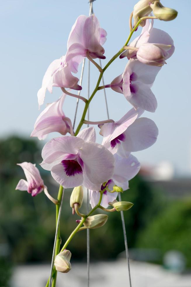 Thai purple orchid photo