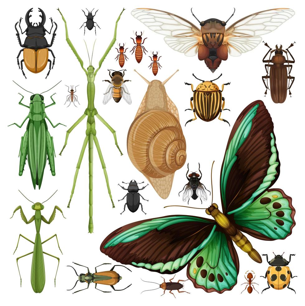 Set of different insects on white background vector