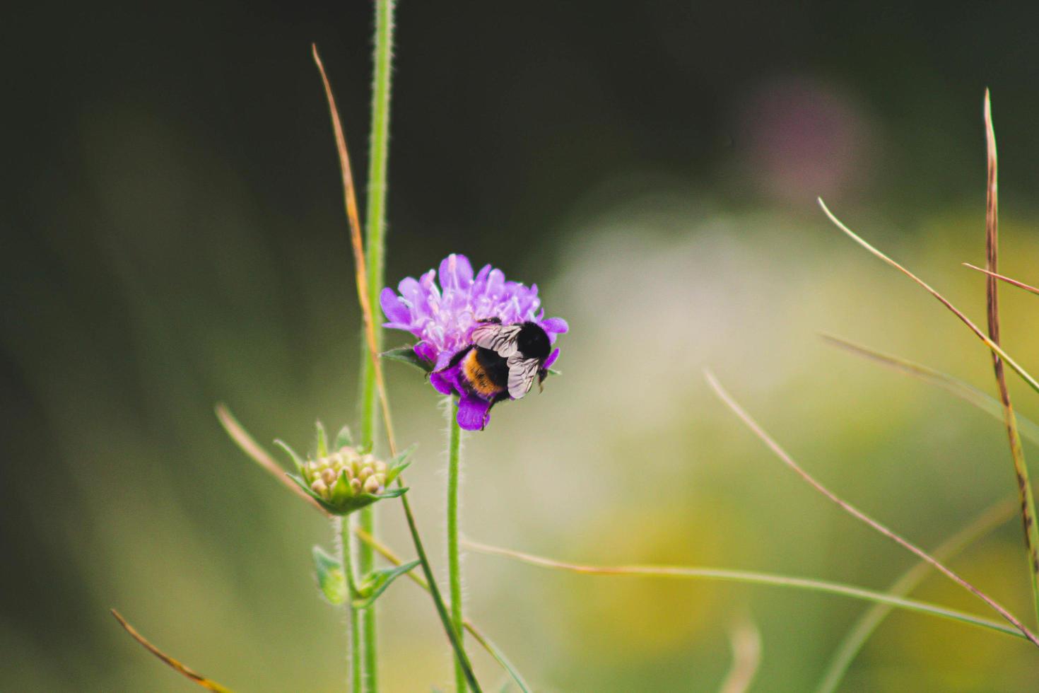 Bee on purple flower photo