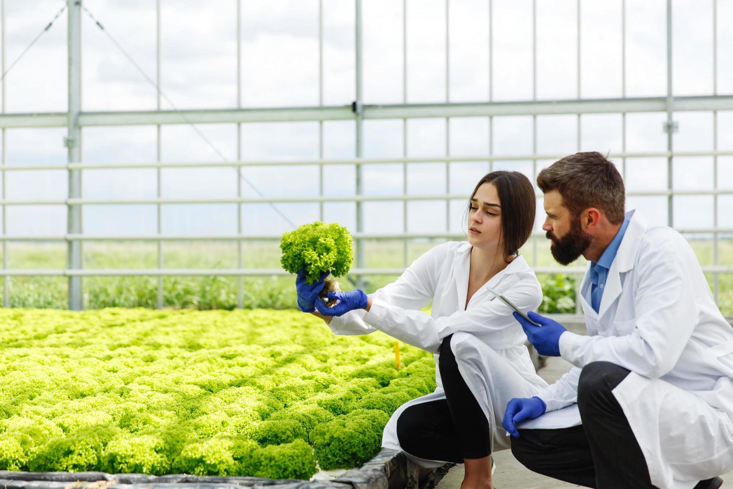 Woman and man in laboratory robes examine plants photo