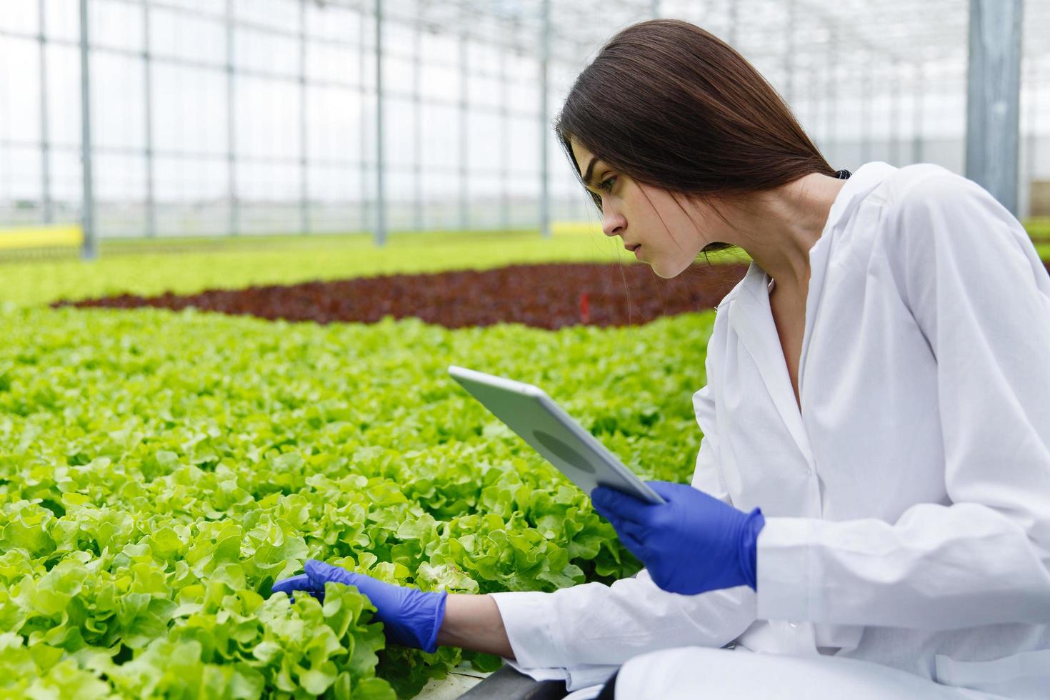 mujer científica examinando plantas foto