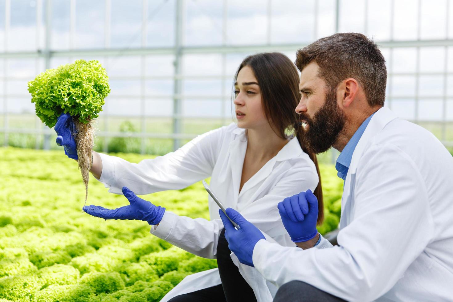 investigadores de laboratorio mirando plantas foto