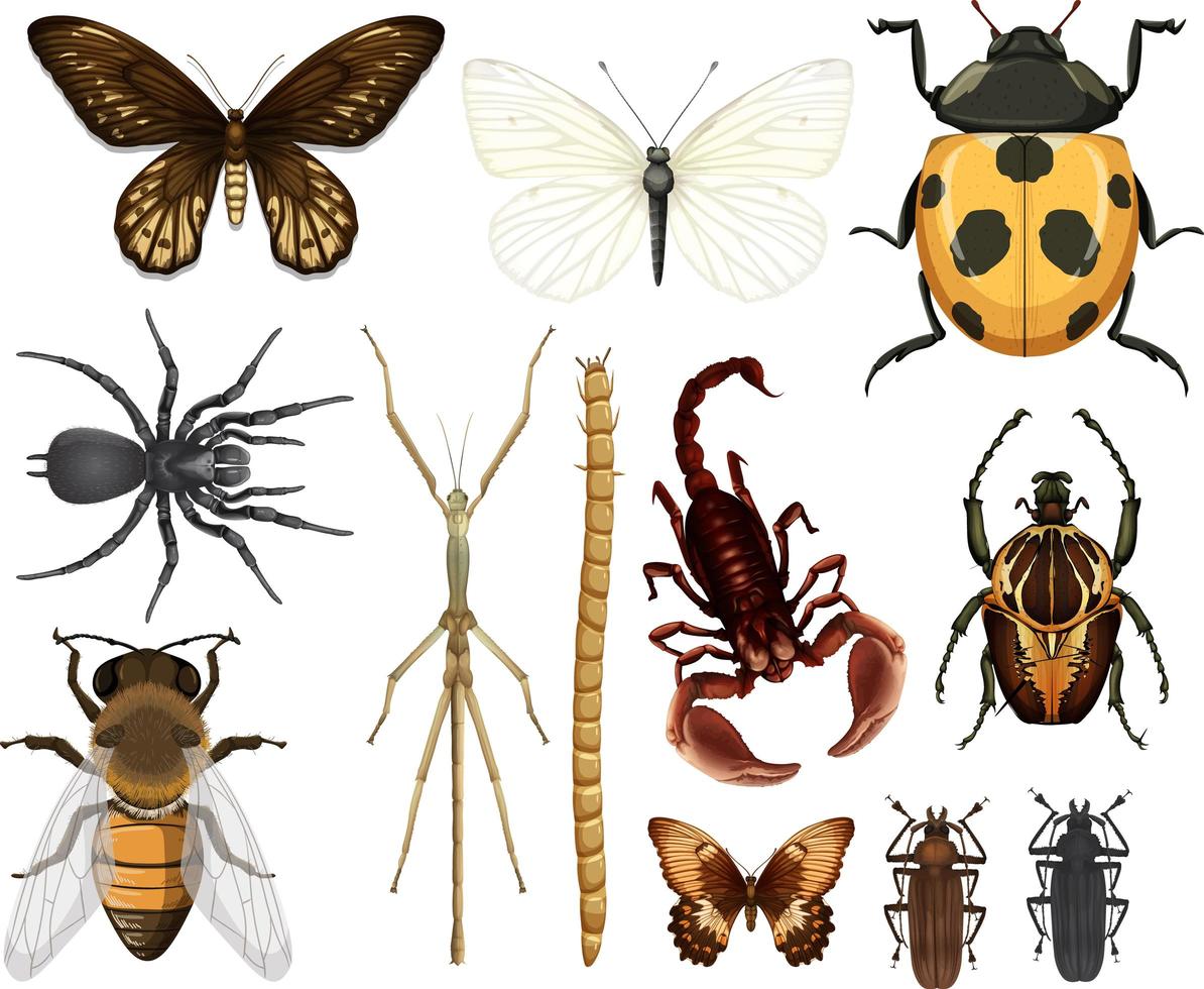 Colección de diferentes insectos aislado sobre fondo blanco. vector