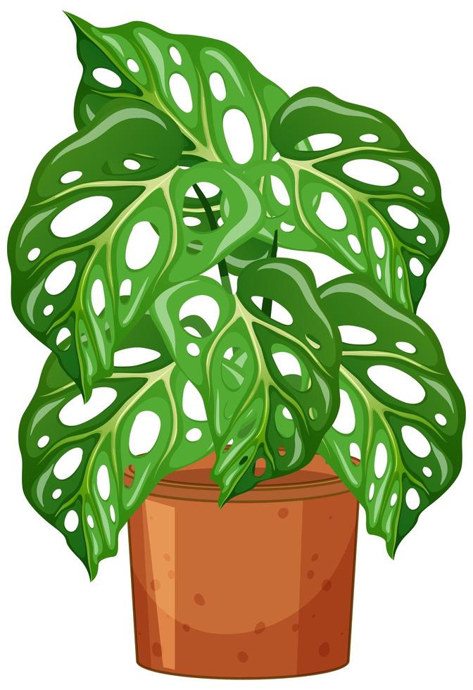 Monstera plant in pot cartoon style on white background vector