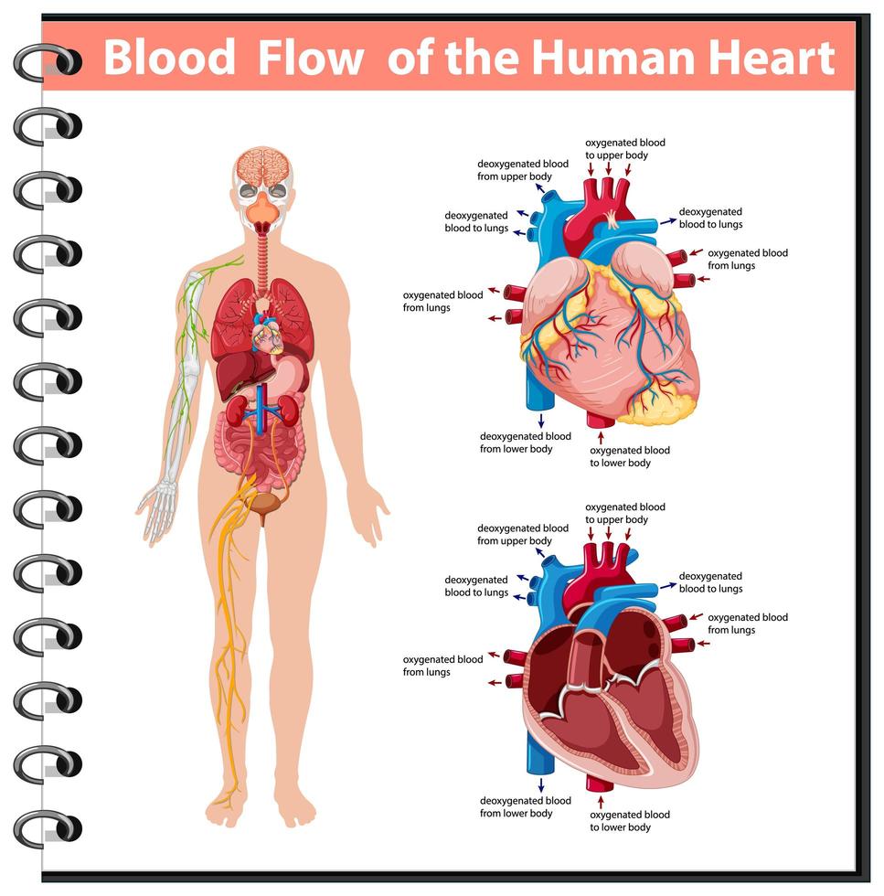 Blood Flow of the Human Heart information infographic vector