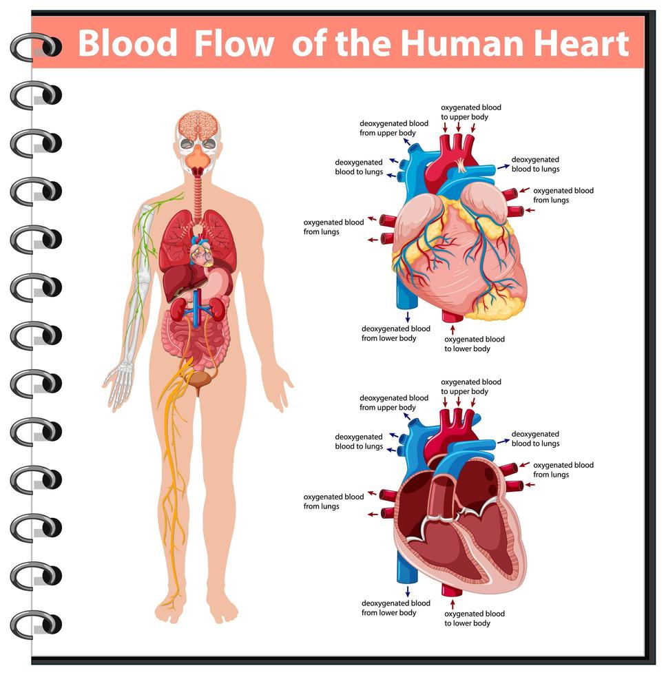 flujo sanguíneo del corazón humano infografía de información vector