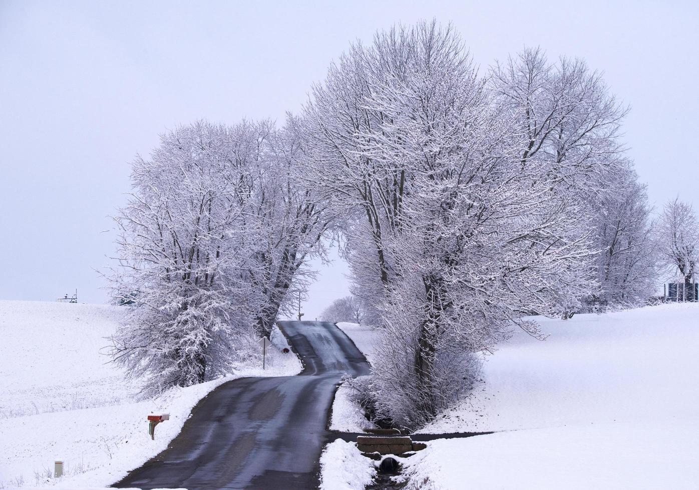 Snow covered bare trees near road photo