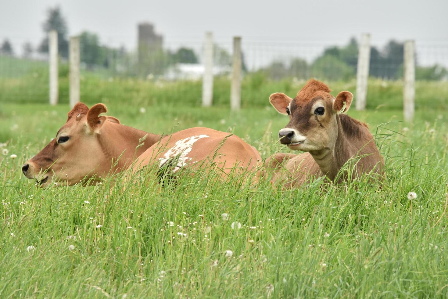 Two brown cattle on green grass field during daytime photo