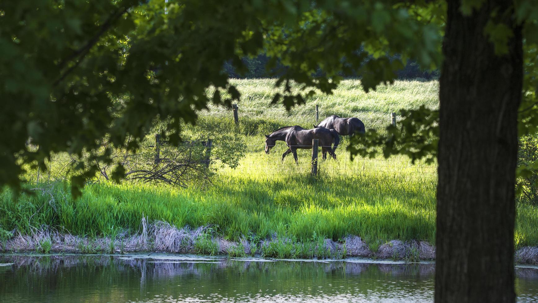 View through the trees of black horses on green grass photo