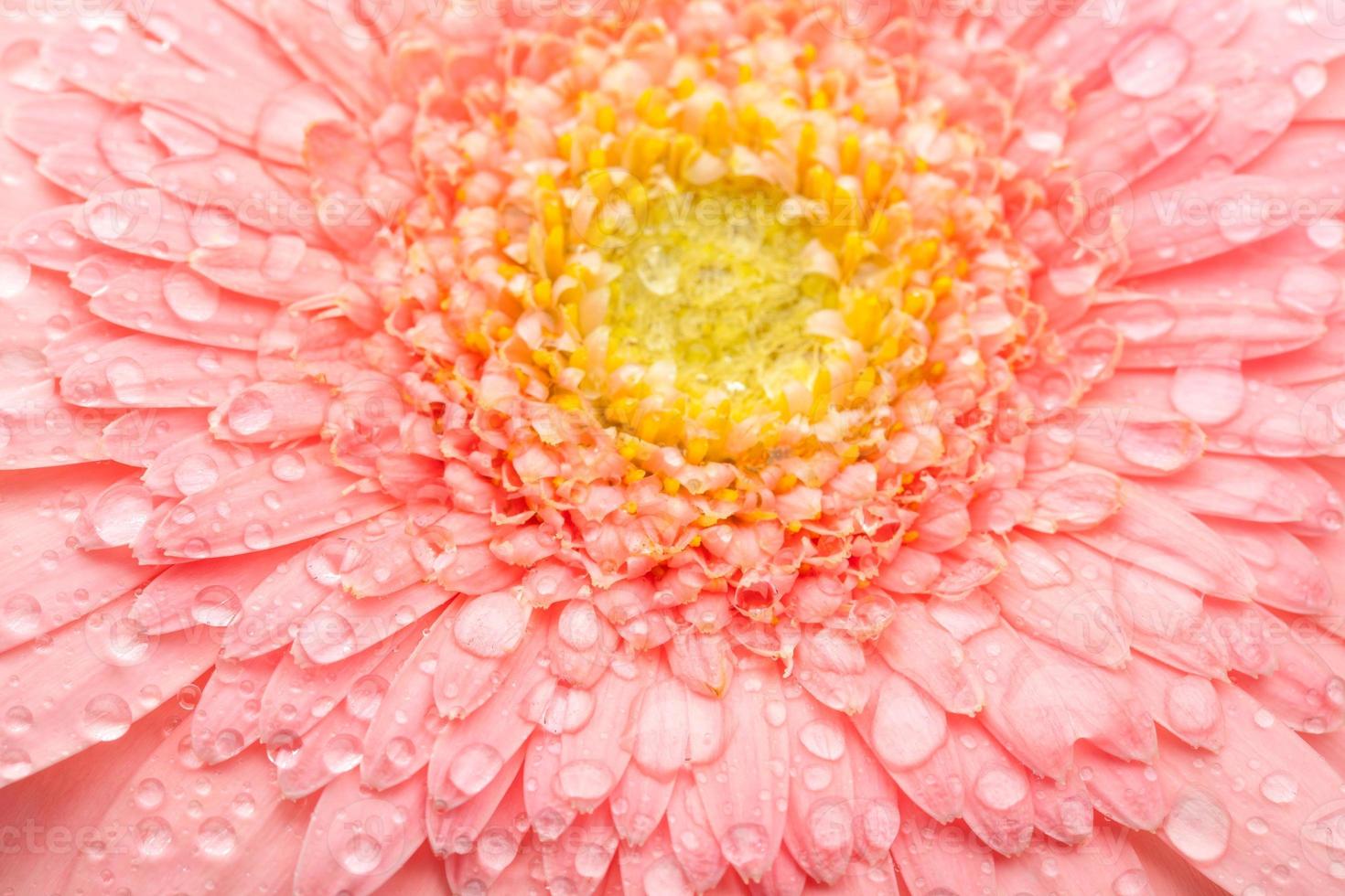Pink gerbera 1489675 Stock Photo at Vecteezy