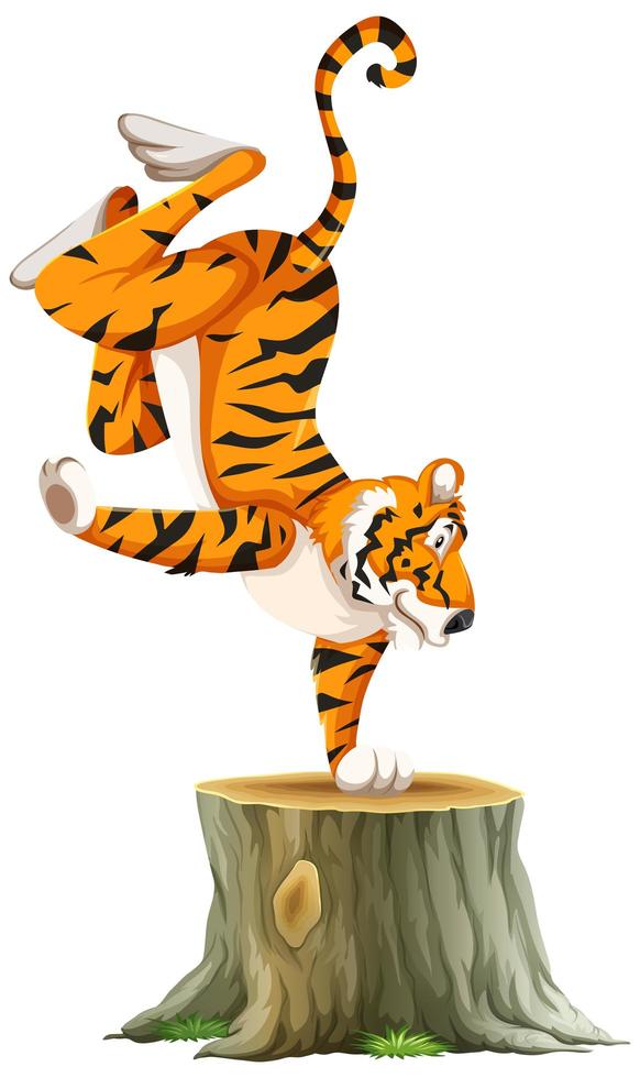 Tiger standing on one hand vector