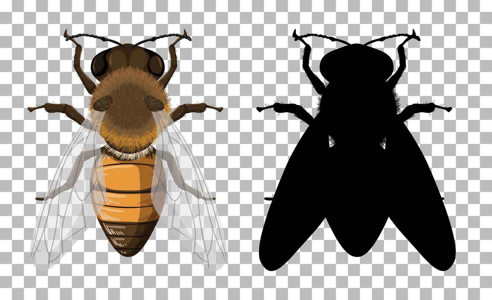 Honey bee with its silhouette on transparent background vector