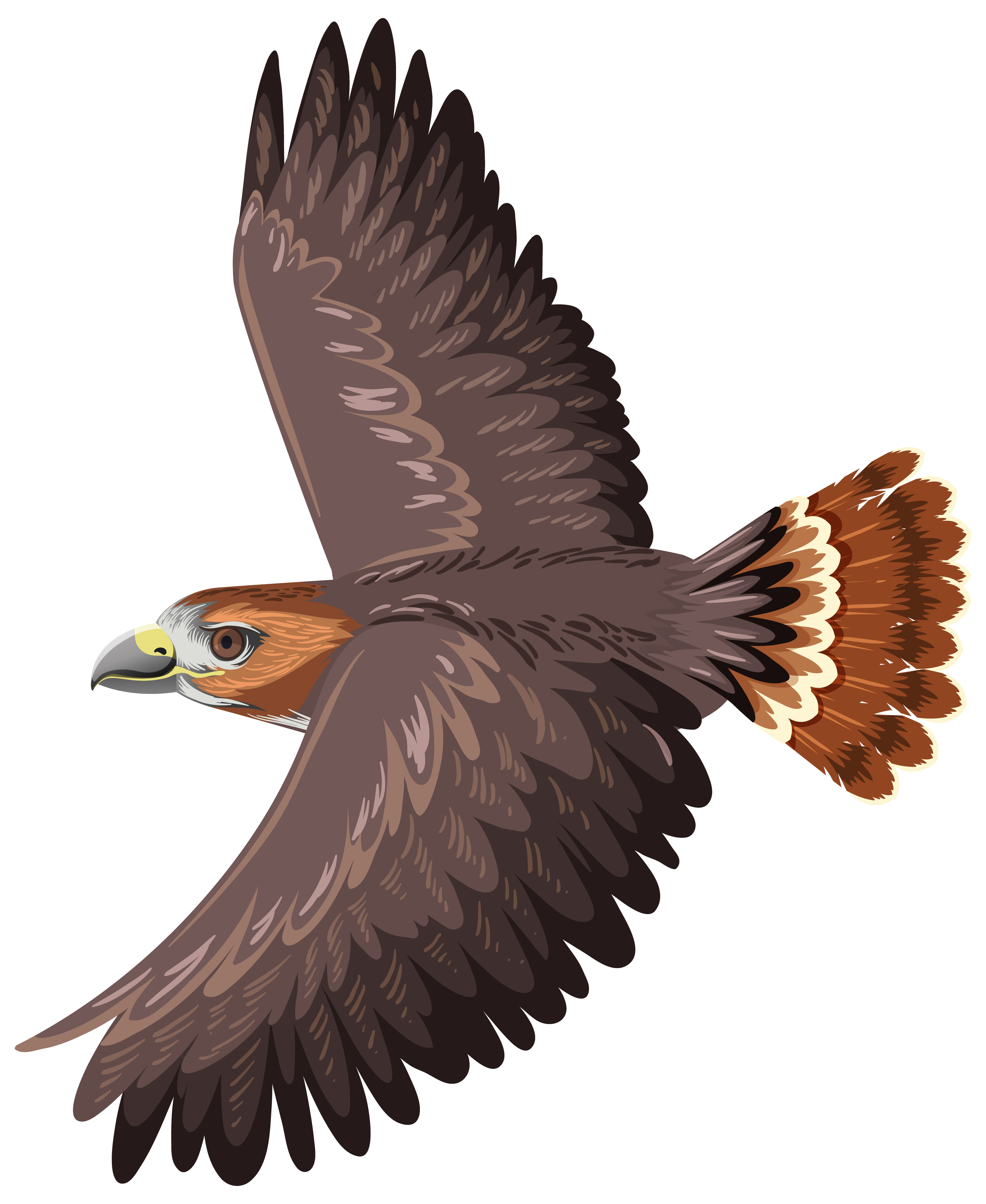 Drawing Red-tailed hawk Eagle, Hawk, white, mammal, animals png | PNGWing