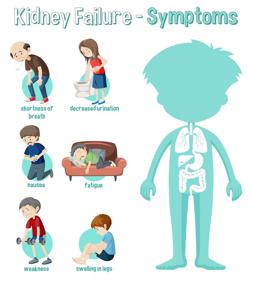 Kidney Failure Symptoms Information Infographic vector