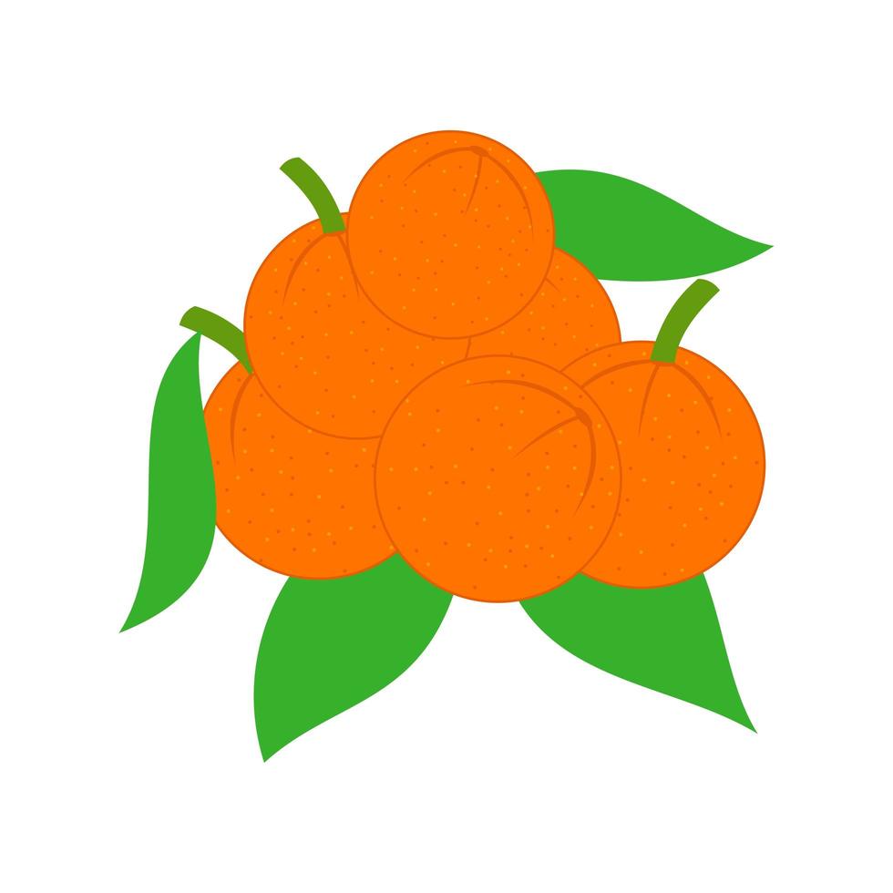 conjunto de naranjas enteras vector