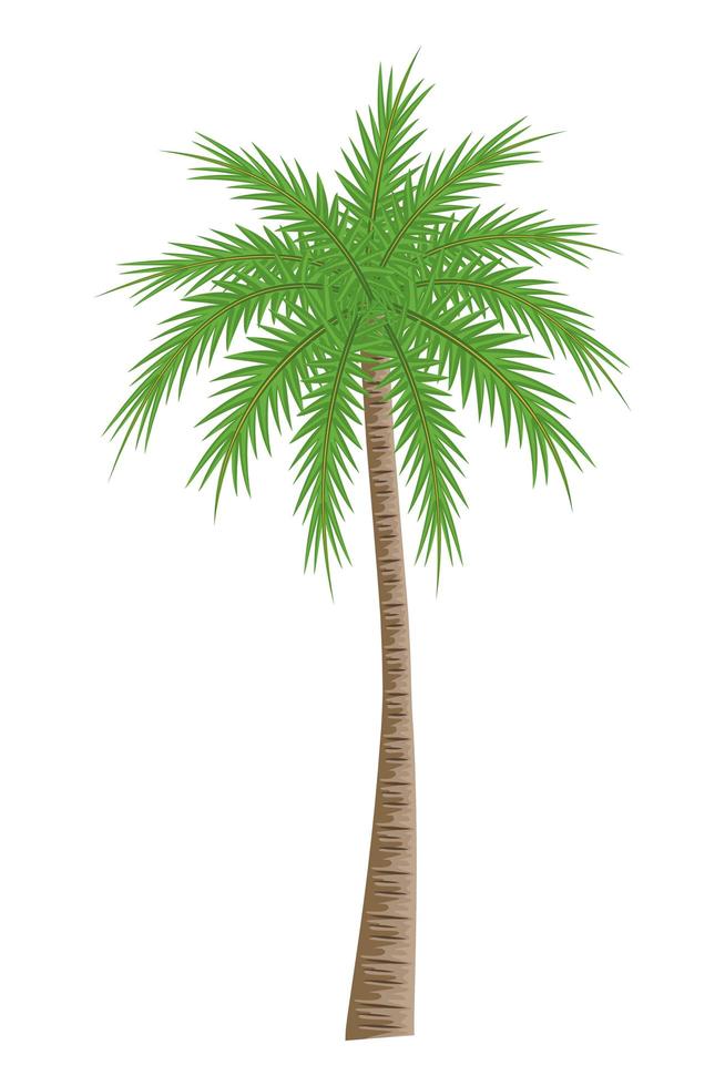 palmera de dibujos animados vector