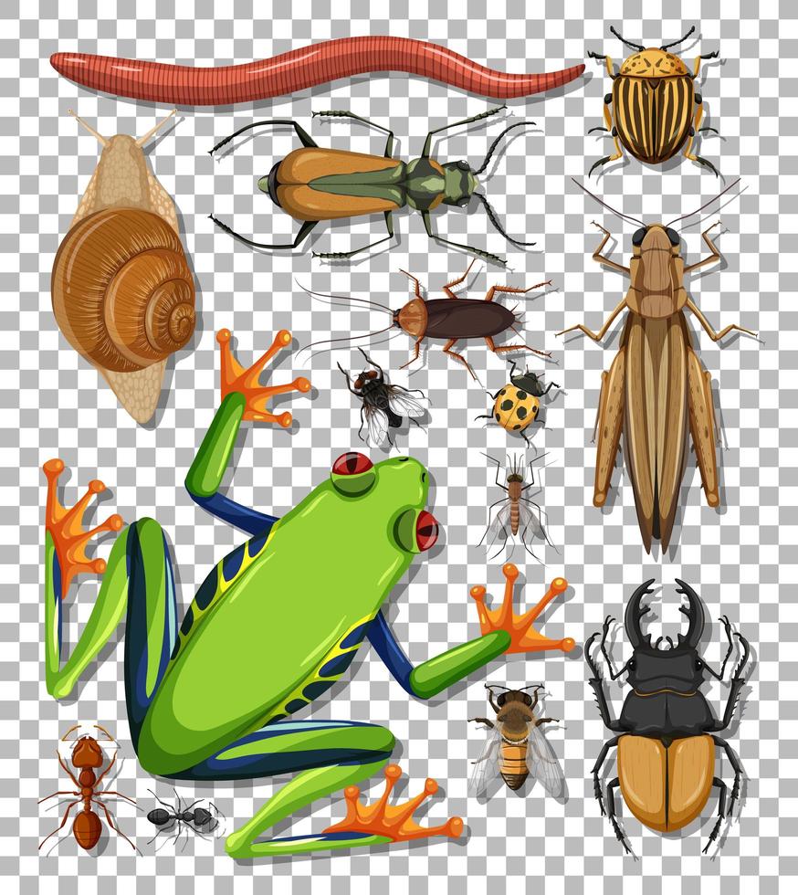 Set of different insects on transparent background vector