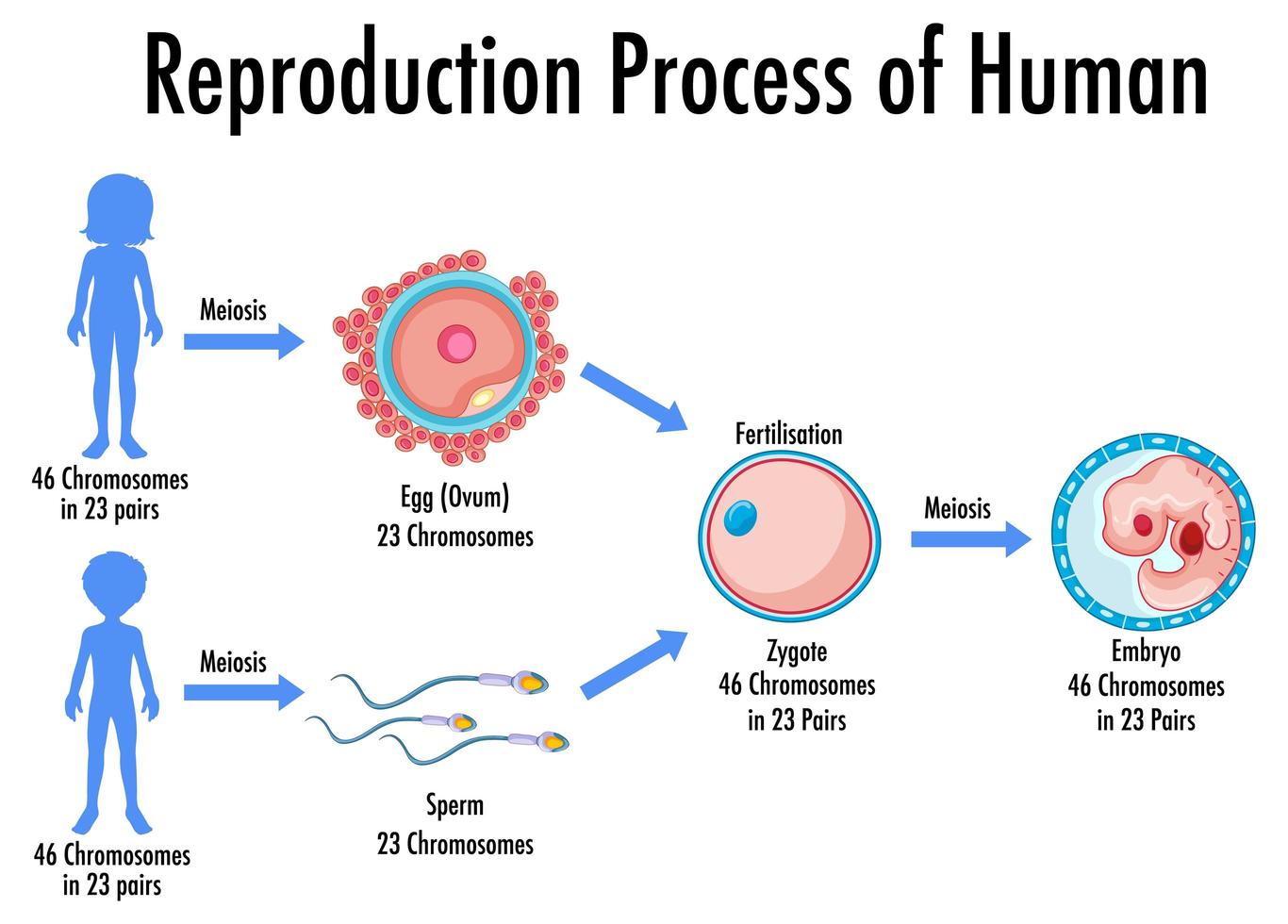 proceso de reproducción de infografía humana vector