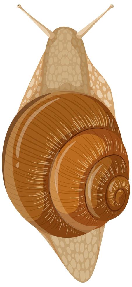 Caracol aislado sobre fondo blanco. vector