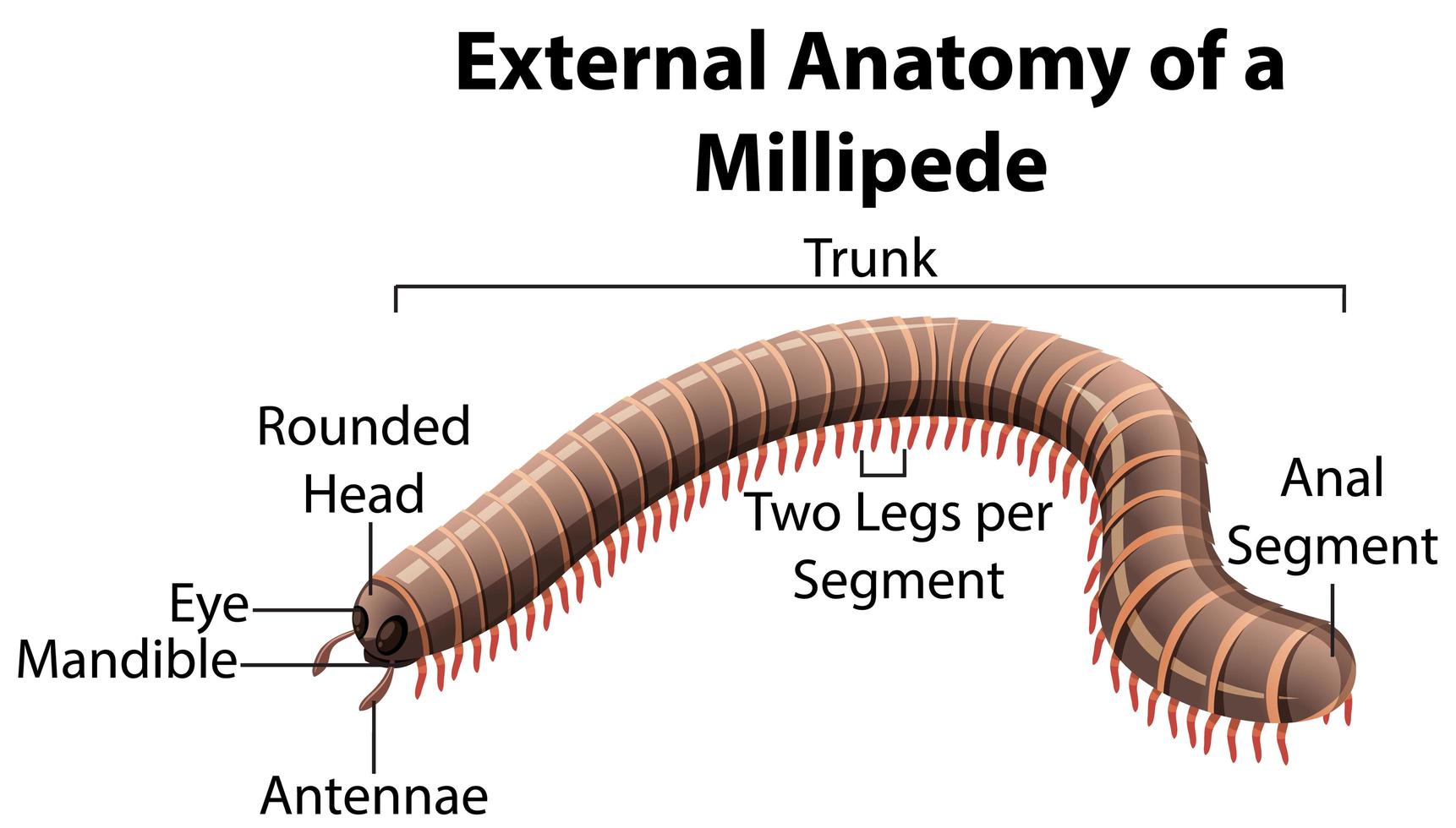 Anatomía externa de un milpiés sobre fondo blanco. vector