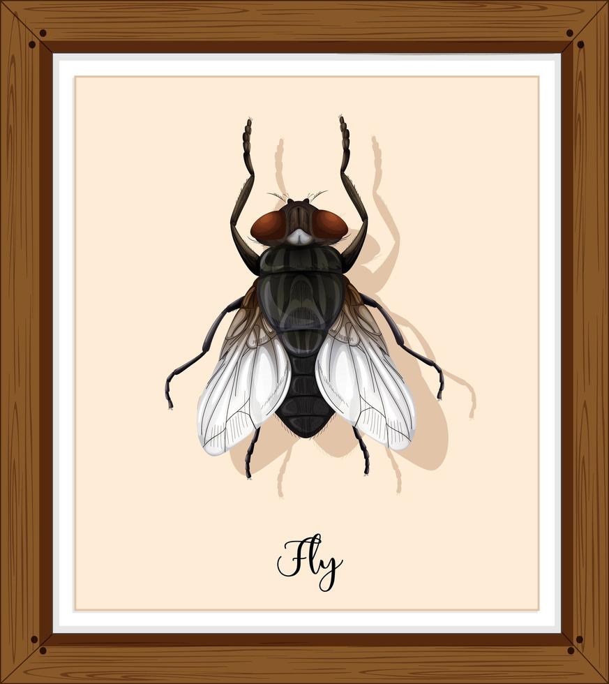 Fly on wooden frame vector