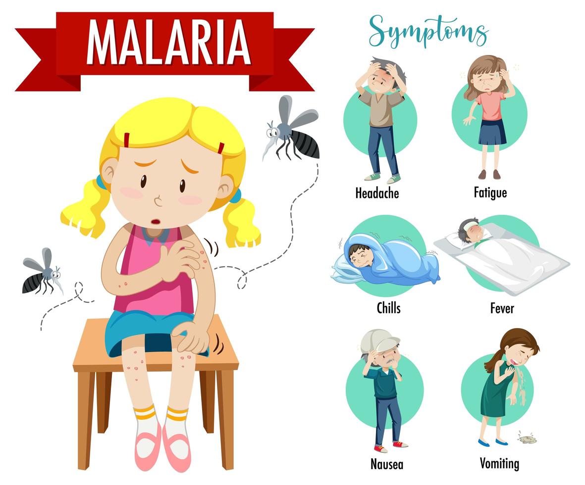 Malaria symptom information infographic vector