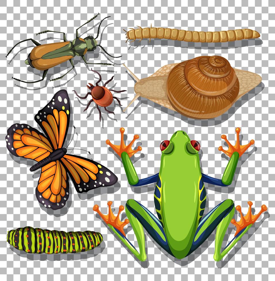 Set of different insects on transparent background vector