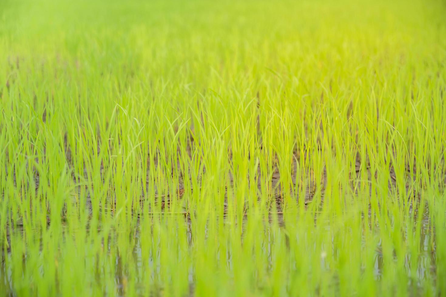 primer plano de un arroz presentado foto