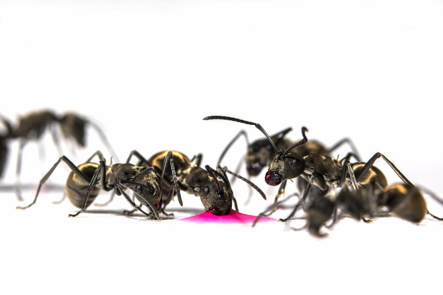 hormigas negras sobre fondo blanco foto