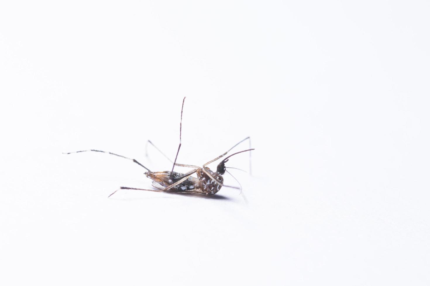 Dead mosquito on white background photo