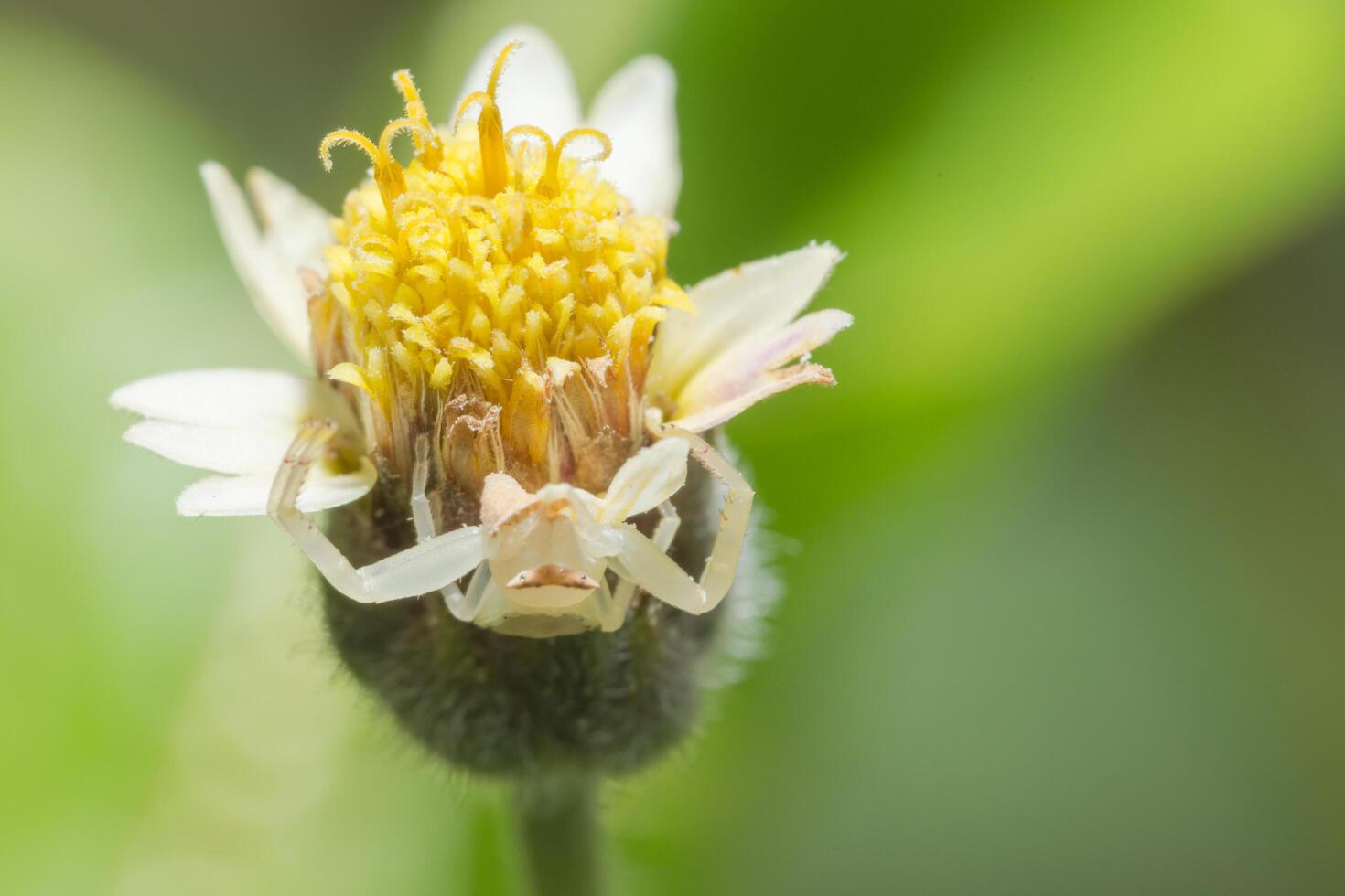 Spider on a flower, macro photo