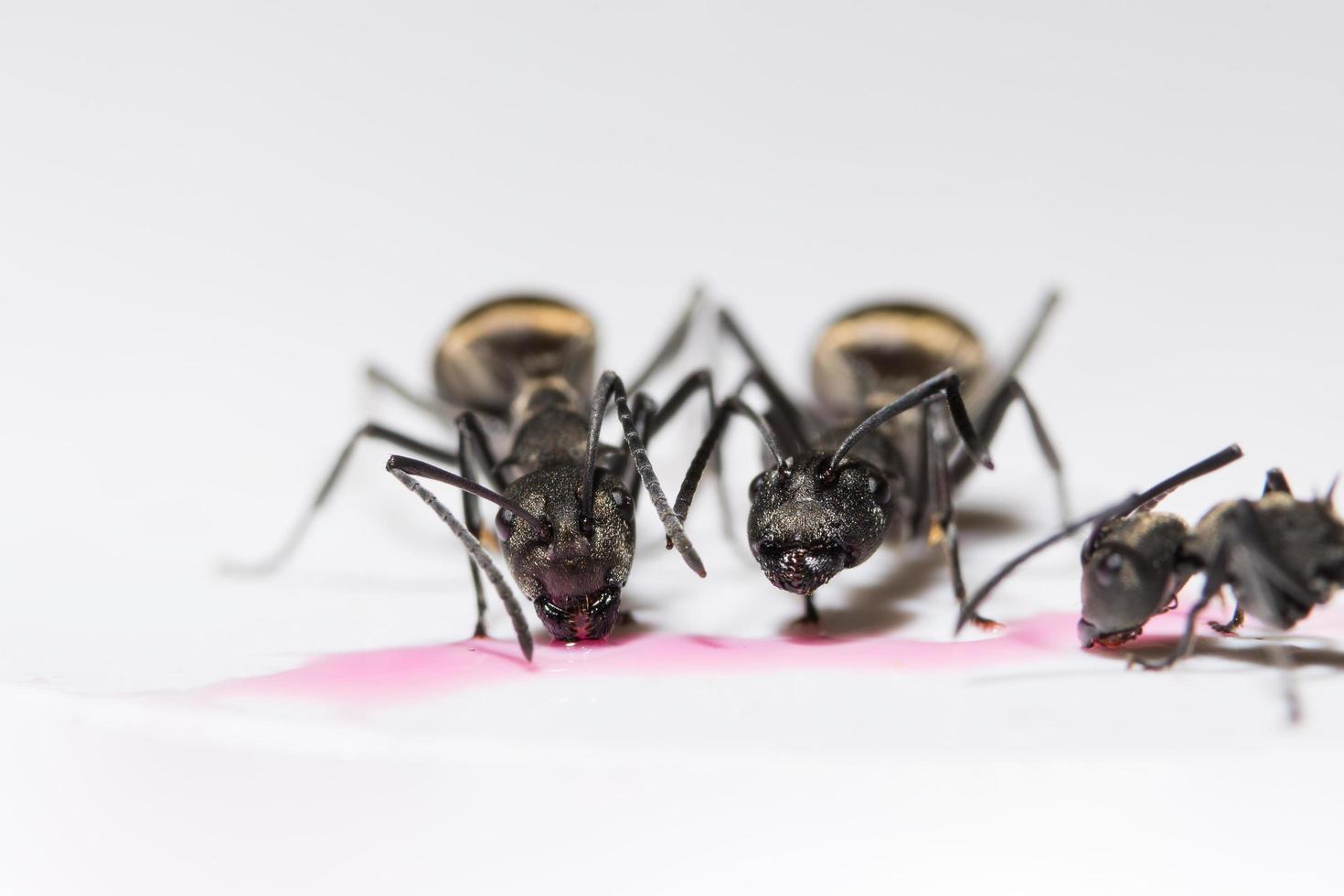 hormigas negras sobre fondo blanco foto