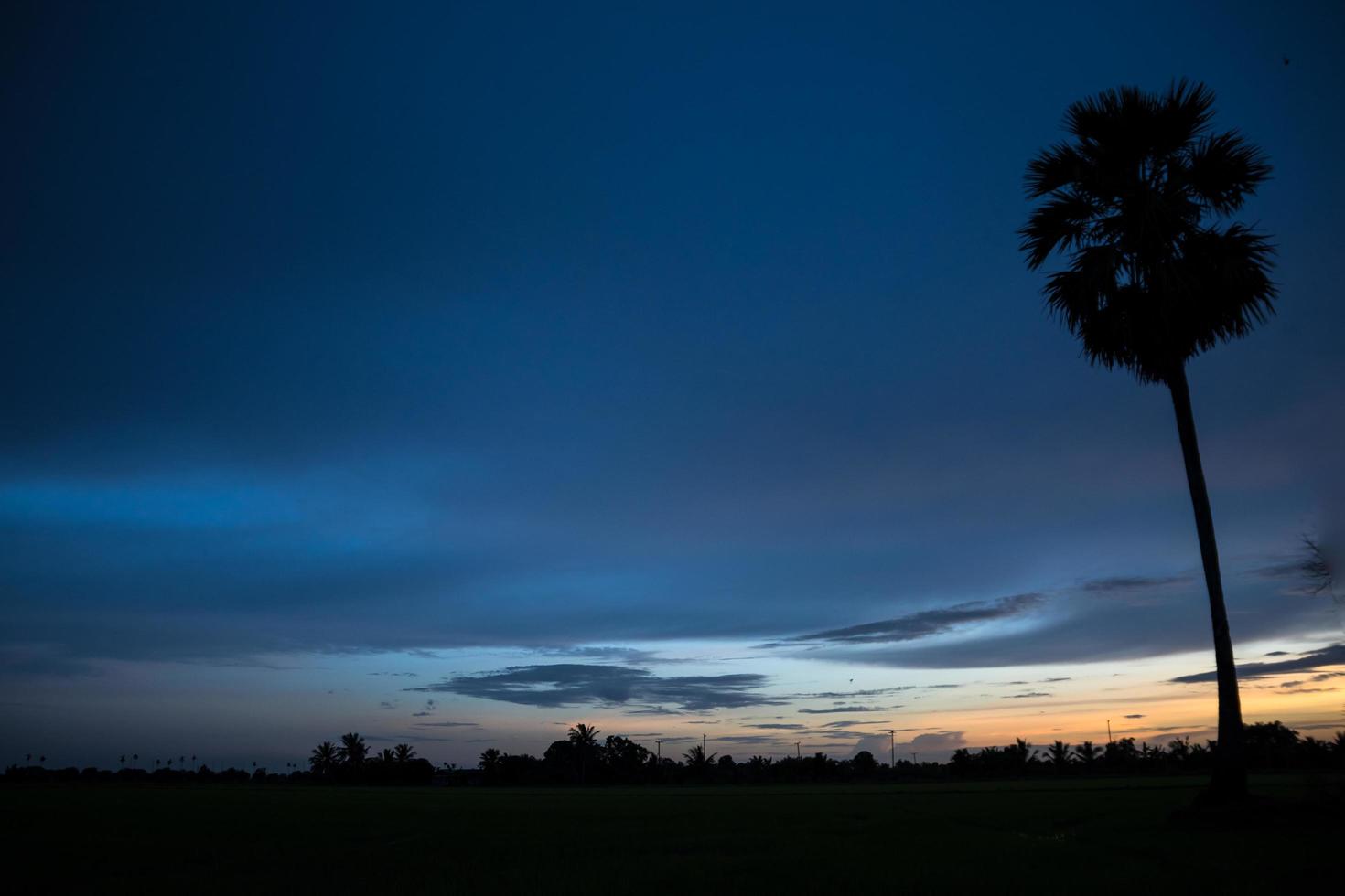Silhouette of a palm tree at sunset photo