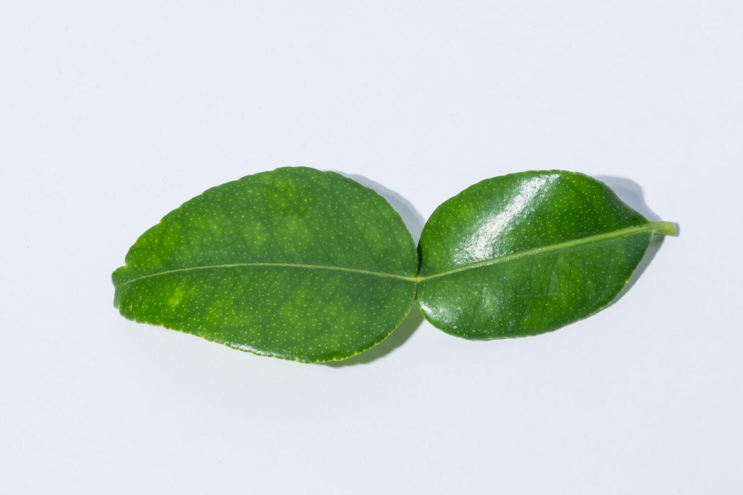 Citrus hystrix leaves on white background photo