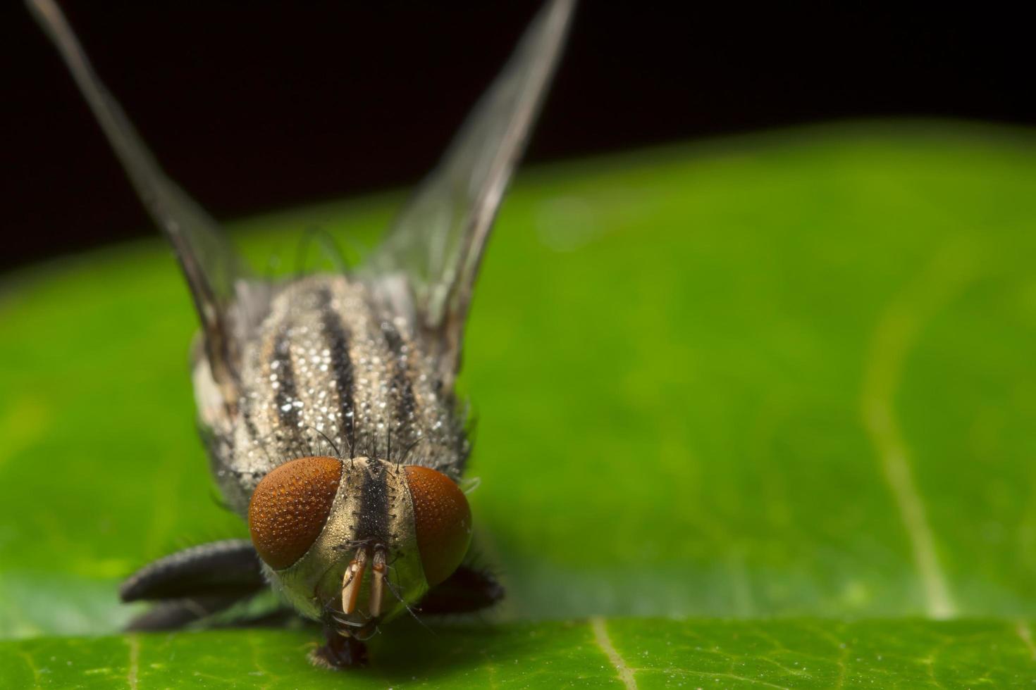 Fly on a leaf, macro photo