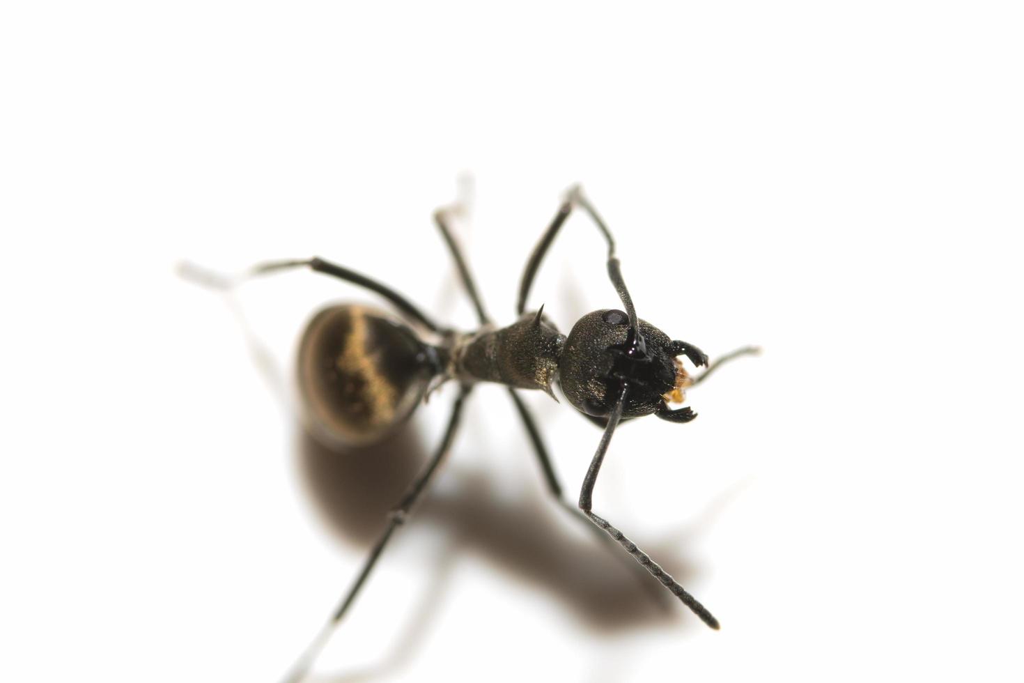 hormiga negra sobre fondo blanco foto