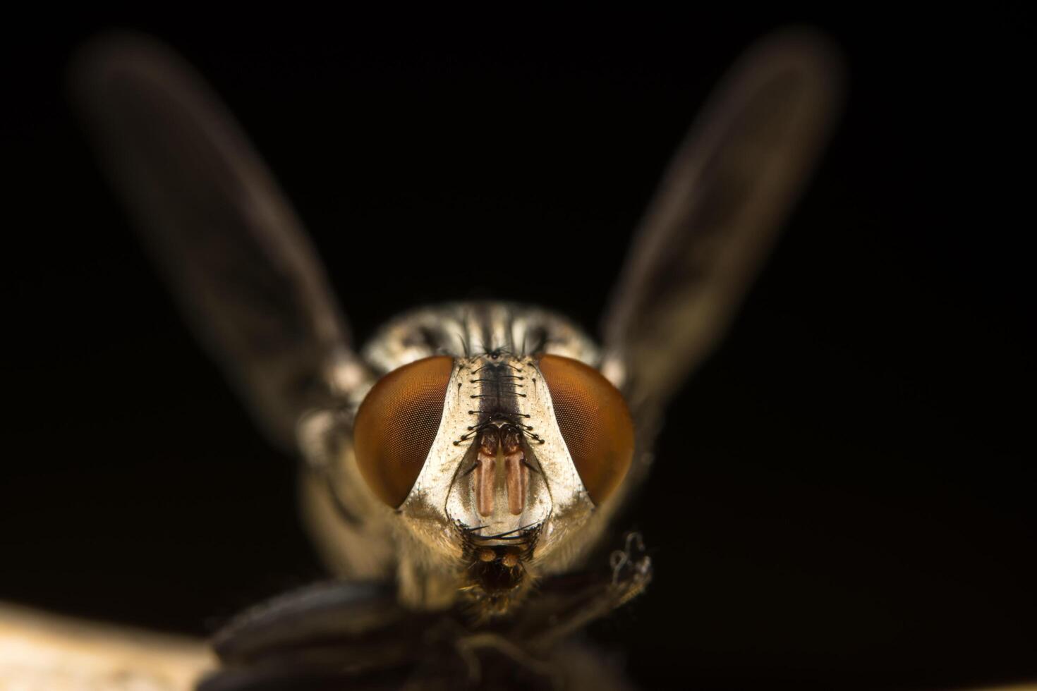 Fly on a leaf, macro photo