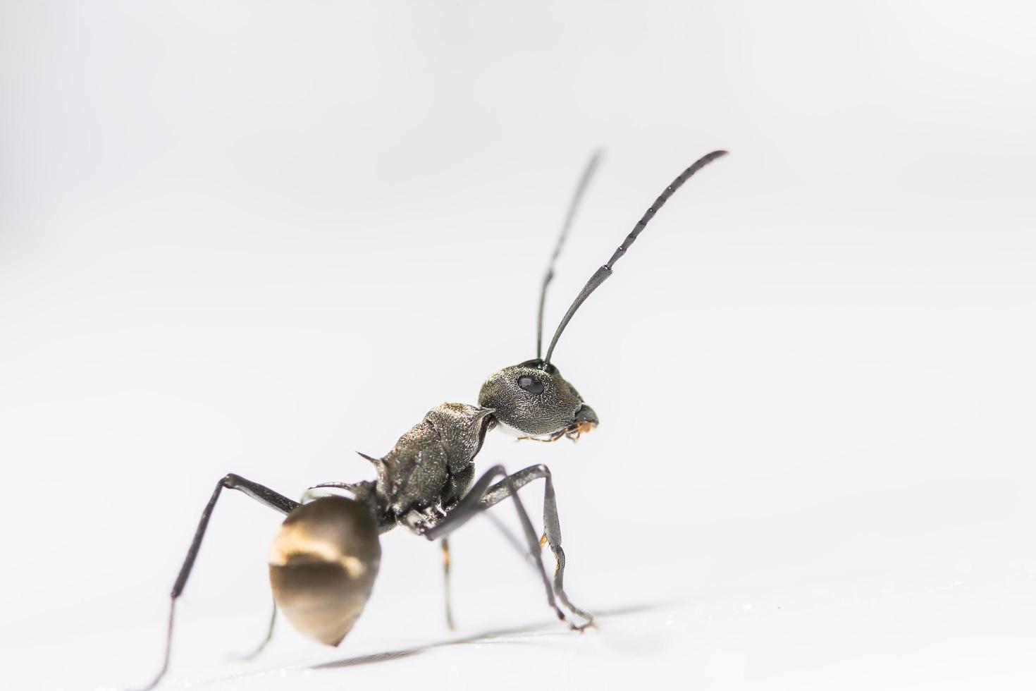 hormiga negra sobre fondo blanco foto