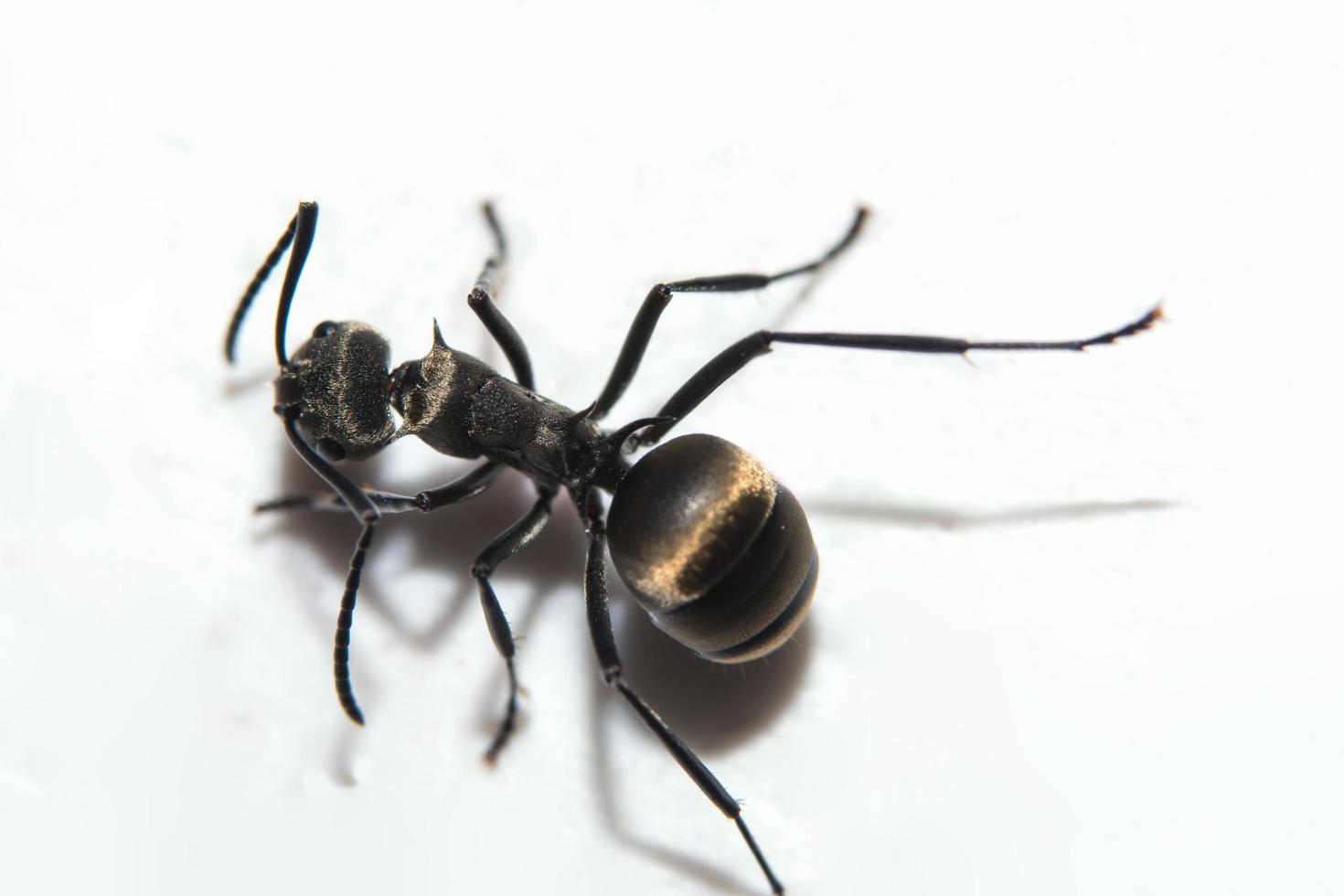 Black ant on white background photo