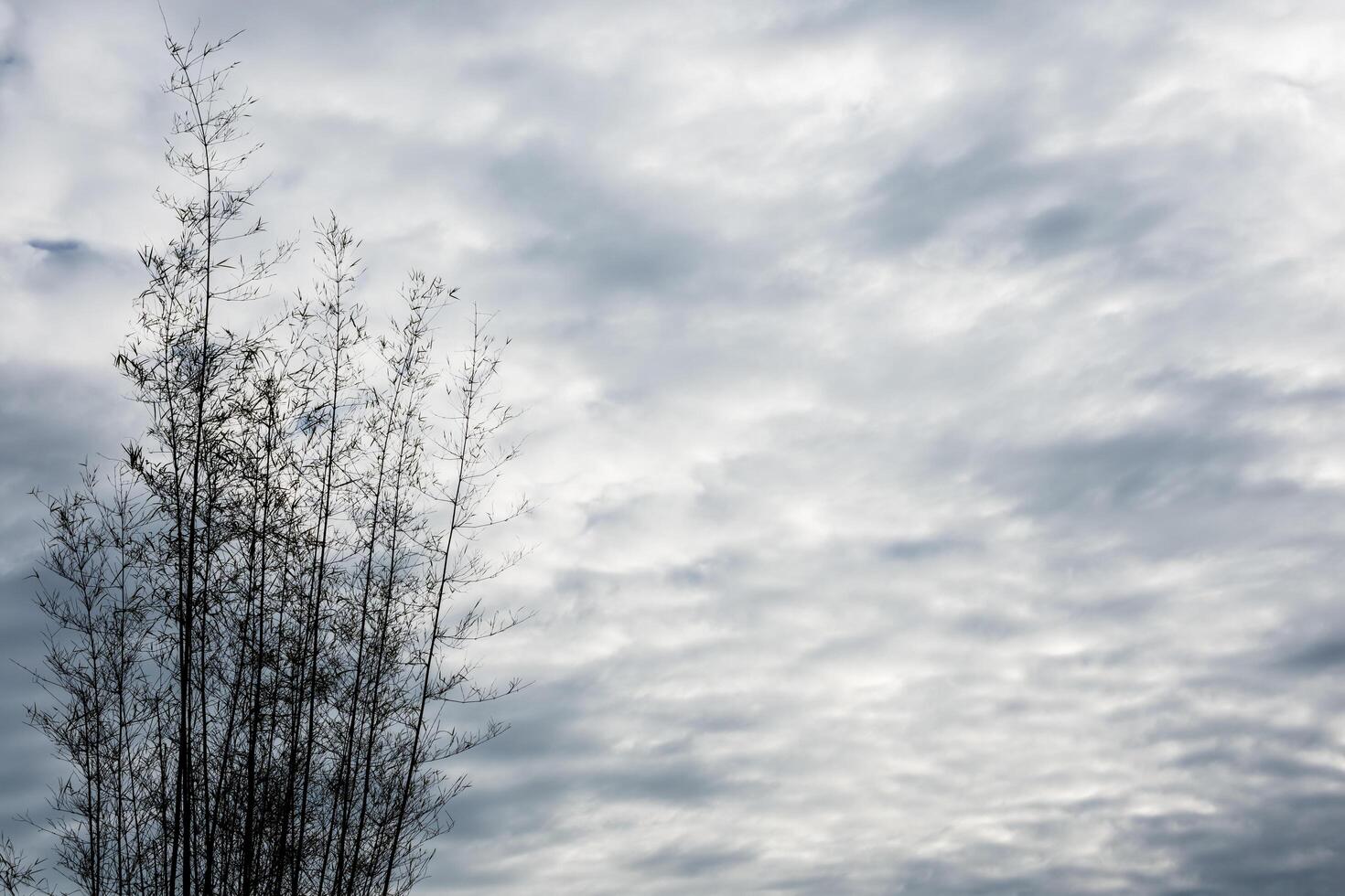 Trees under dramatic sky photo