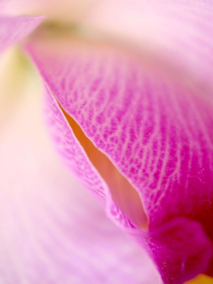 flor de orquídea de enfoque suave foto