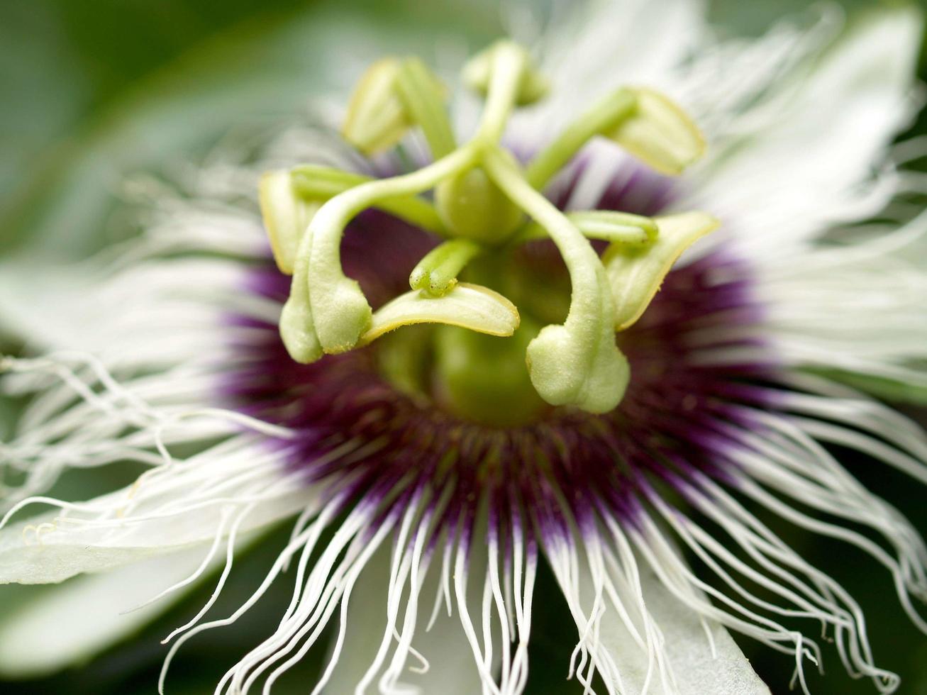 Close-up of a passion fruit flower photo